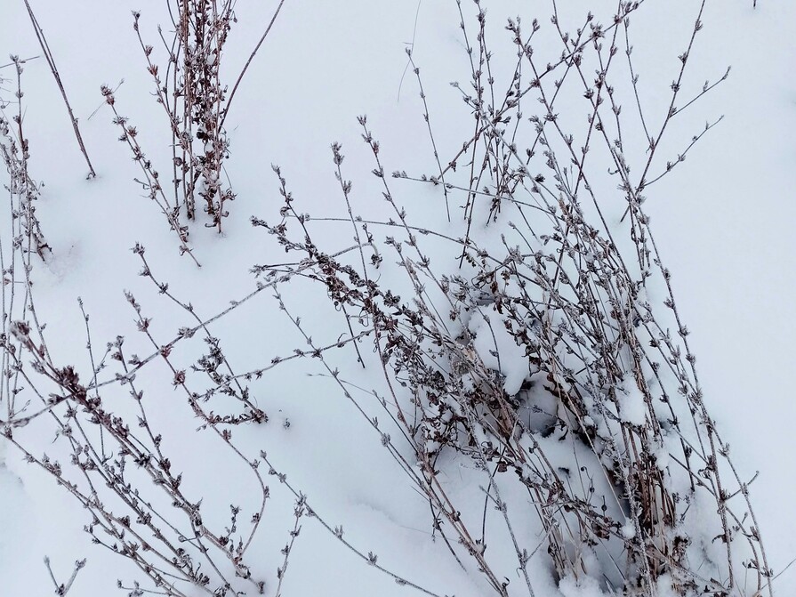 Trockener Lavendel im Schnee